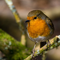 Buy canvas prints of Robin perched on a branch by craig parkes