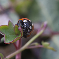 Buy canvas prints of Ladybird close up by craig parkes