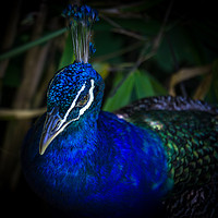Buy canvas prints of stunning peacock by craig parkes