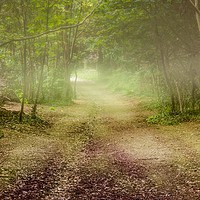 Buy canvas prints of Tehidy Woods covered in mist by craig parkes