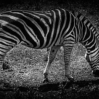 Buy canvas prints of Amazing Zebra by craig parkes