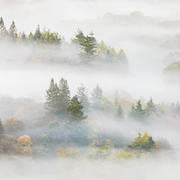 Buy canvas prints of Trees in the mist by Tony Higginson