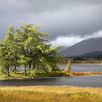 Buy canvas prints of Larch trees Loch Tulla by Tony Higginson