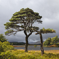 Buy canvas prints of Scots Pines Loch Tulla by Tony Higginson