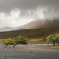 Buy canvas prints of Loch Tulla Trees by Tony Higginson