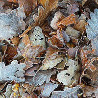 Buy canvas prints of Autumnal leaves in the Lakes by Tony Higginson