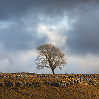 Buy canvas prints of The Ash tree at Malham by Tony Higginson