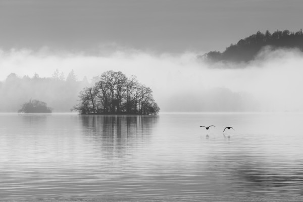 Two geese over Windermere Framed Mounted Print by Tony Higginson