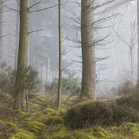 Buy canvas prints of Misty trees, Inverness by Tony Higginson