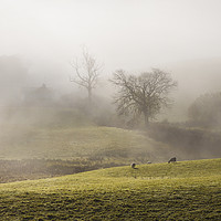 Buy canvas prints of Lakeland sheep in the mist by Tony Higginson