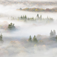 Buy canvas prints of Misty Trees by Windermere by Tony Higginson