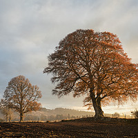 Buy canvas prints of Autumnal trees, Scotland by Tony Higginson