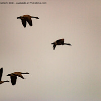 Buy canvas prints of Migrating geese in winter  by Kaleb Kroetsch