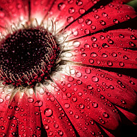Buy canvas prints of Water droplets on a flower by James Daniel