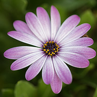 Buy canvas prints of Pink Daisy by James Daniel