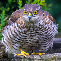 Buy canvas prints of Sparrowhawk Stare by Mike Grundy