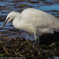 Buy canvas prints of Egret feeding on foreshore by Mike Grundy