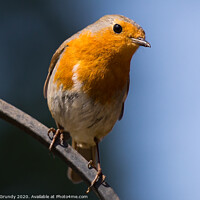 Buy canvas prints of Inquisitive Robin by Mike Grundy