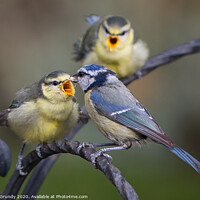 Buy canvas prints of Blue Tits feeding young by Mike Grundy