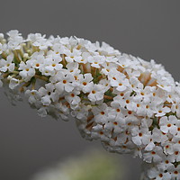 Buy canvas prints of Buddleia by  