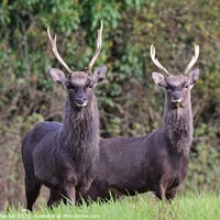 Buy canvas prints of Two Sika Deer standing in a field by Gillian Thomas