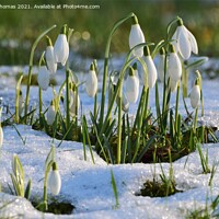 Buy canvas prints of Snowdrops in the snow by Gillian Thomas