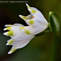 Buy canvas prints of Snowdrop close up by Gillian Thomas