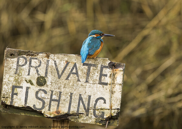 Kingfisher perched on sign  Picture Board by Jenny Hibbert