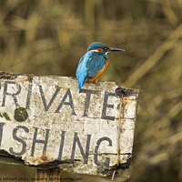 Buy canvas prints of Kingfisher perched on sign  by Jenny Hibbert