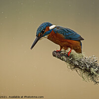 Buy canvas prints of Kingfisher looking for fishes by Jenny Hibbert