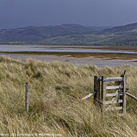 Buy canvas prints of Ynyslas sand dunes covered with Marram grass, looking across the river Dyfi by Jenny Hibbert