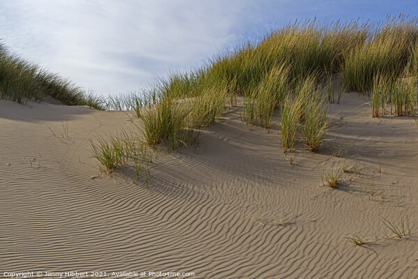 Marram grass on Ynyslas sand dunes Picture Board by Jenny Hibbert