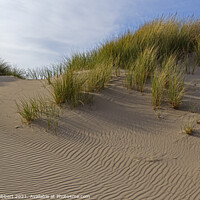 Buy canvas prints of Marram grass on Ynyslas sand dunes by Jenny Hibbert