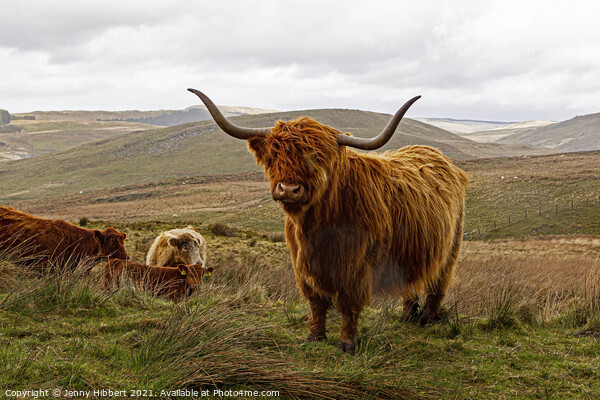 Herd of Highland cattle near Nant-y-Moch reservoir Picture Board by Jenny Hibbert
