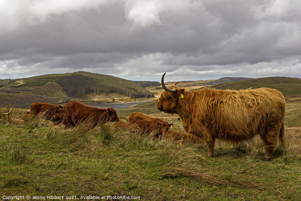 A herd of Highland cattle with Nant-y-Moch reservoir in the distance Picture Board by Jenny Hibbert