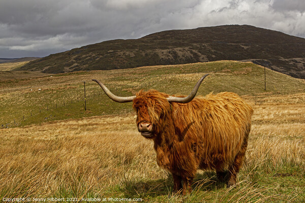 Highland cow in Northern Ceredigion Wales Picture Board by Jenny Hibbert