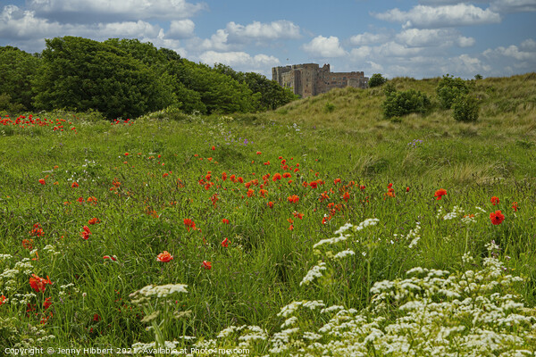 Bamburgh Castle, Northumberland amongst the wild flowers Picture Board by Jenny Hibbert