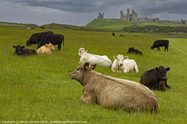 Dunstanburgh Castle with cows in the field Picture Board by Jenny Hibbert