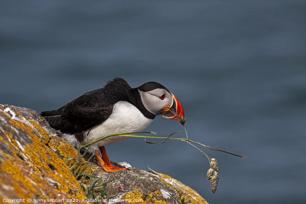 Puffin trying to pull out grass for nest Picture Board by Jenny Hibbert