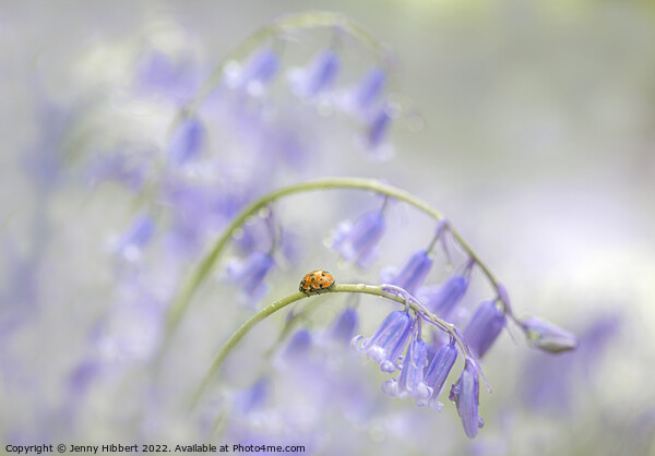 Ladybird visits Bluebells Picture Board by Jenny Hibbert