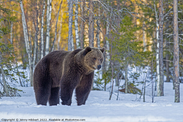 Brown bear pausing as leaving forest, Finland Picture Board by Jenny Hibbert