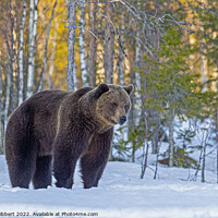 Buy canvas prints of Brown bear pausing as leaving forest, Finland by Jenny Hibbert