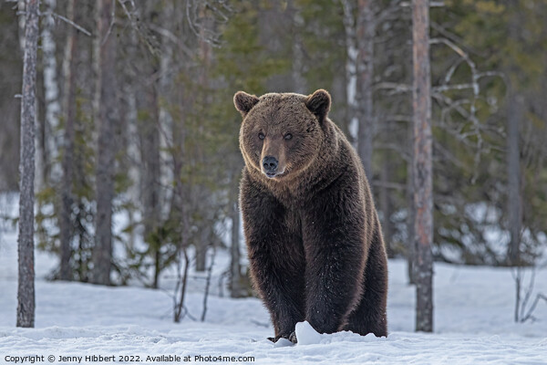 Brown bear in the snow Finland Picture Board by Jenny Hibbert