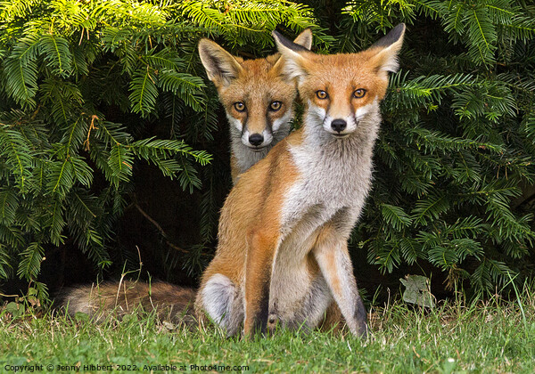 Two Fox Cubs sitting together Picture Board by Jenny Hibbert