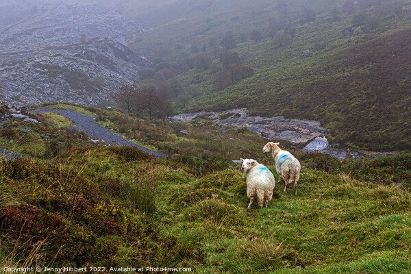 Sheep looking down to Penmachno Quarry, Betws-y-Coed Picture Board by Jenny Hibbert