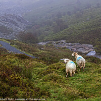 Buy canvas prints of Sheep looking down to Penmachno Quarry, Betws-y-Coed by Jenny Hibbert