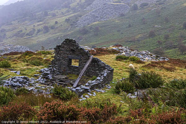 Ruined building in Penmachno slate Quarry North Wales Picture Board by Jenny Hibbert