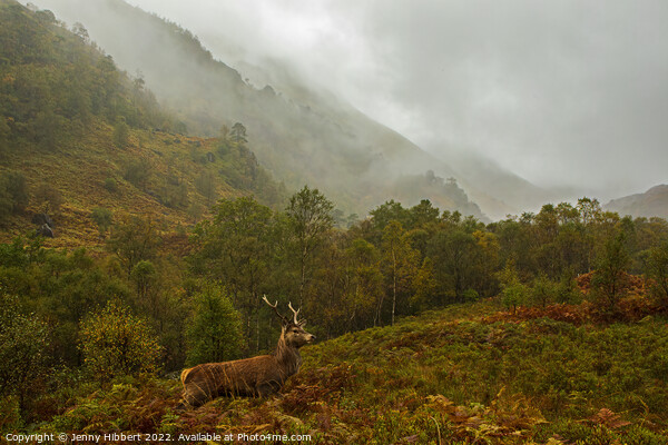 Young Stag in Glen Nevis Highlands of Scotland Picture Board by Jenny Hibbert