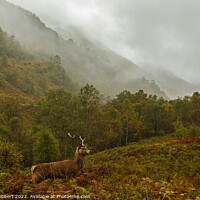 Buy canvas prints of Young Stag in Glen Nevis Highlands of Scotland by Jenny Hibbert