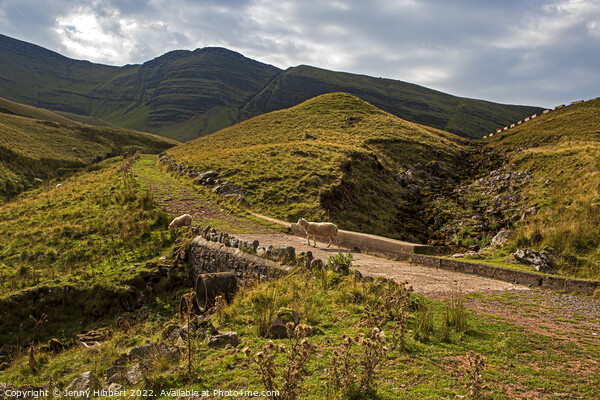 Pathway up to Llyn Y Fan Fawr in Powys Wales Picture Board by Jenny Hibbert